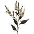 Spray 55cm - Antique Cream Mini Bell Flower