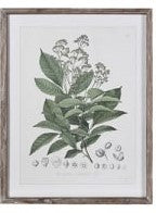 Perennial Herbs Wall Art