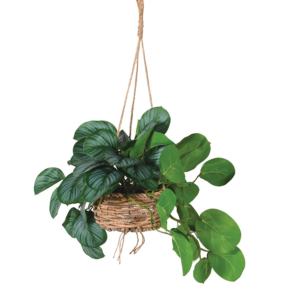 Calathea in Hanging Basket