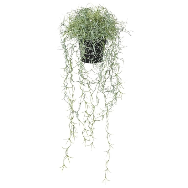 Spanish Moss Tillandsia Plant in Black Plastic Pot