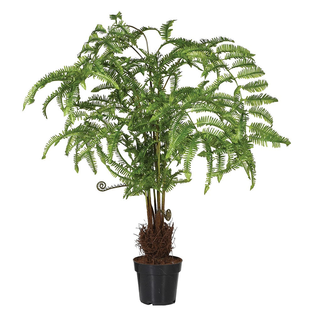 Large Fern Tree in Black Plastic Pot