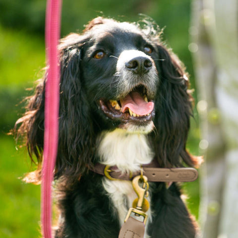 Designer Dog Lead – Pink
