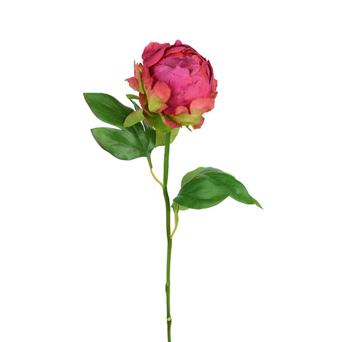 HYBRID PEONY BUD 45CM