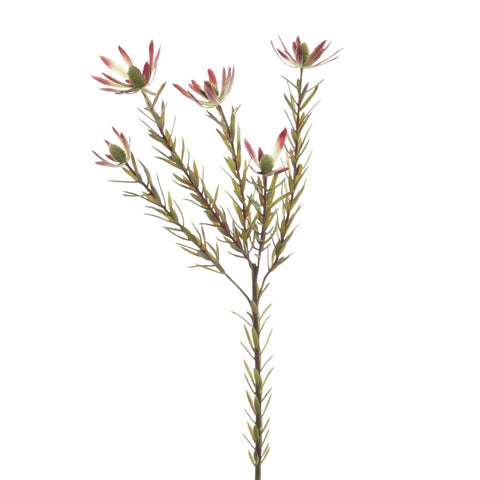 LEUCADENDRON SPRAY 70CM