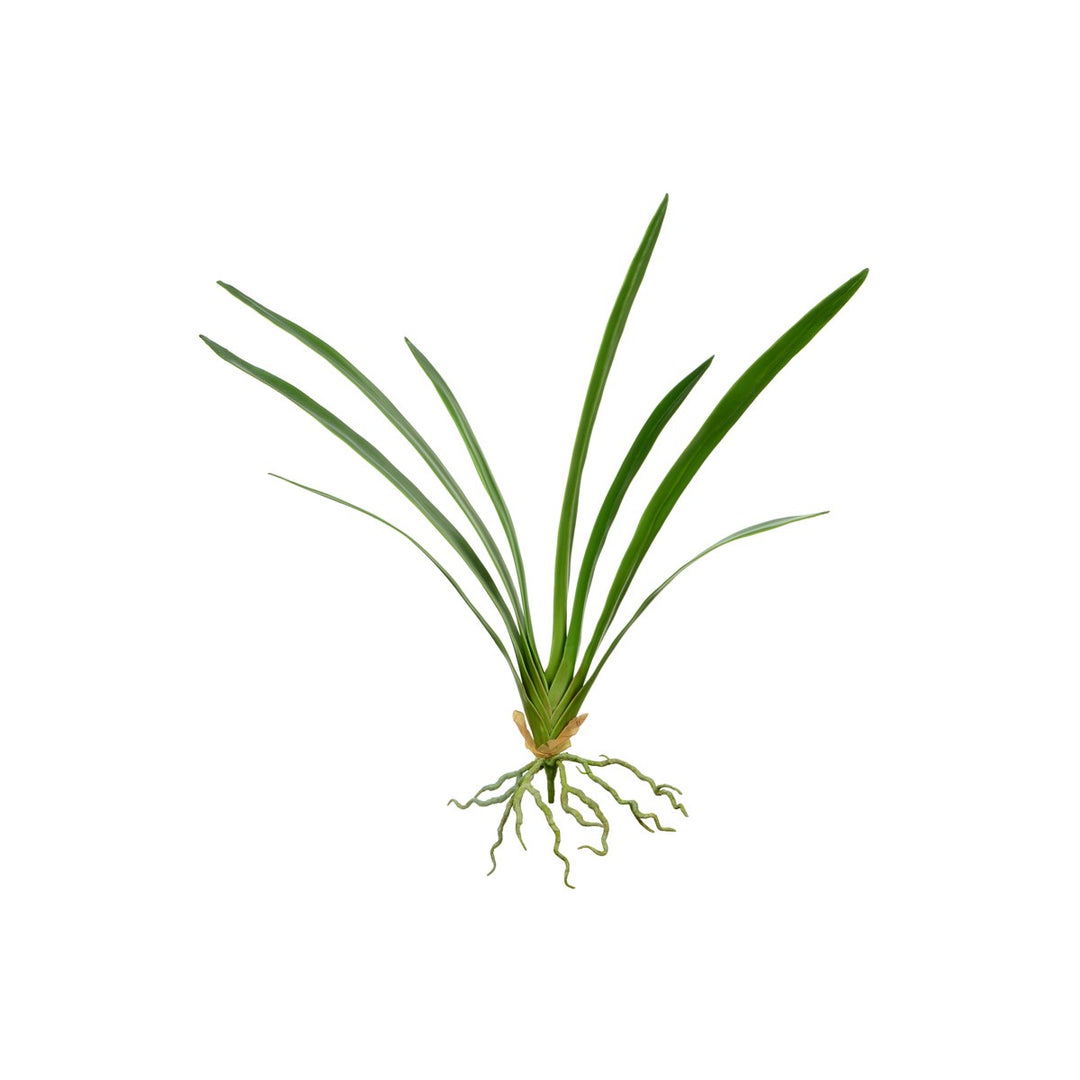 CYMBIDIUM LEAF W/ROOTS-76CM