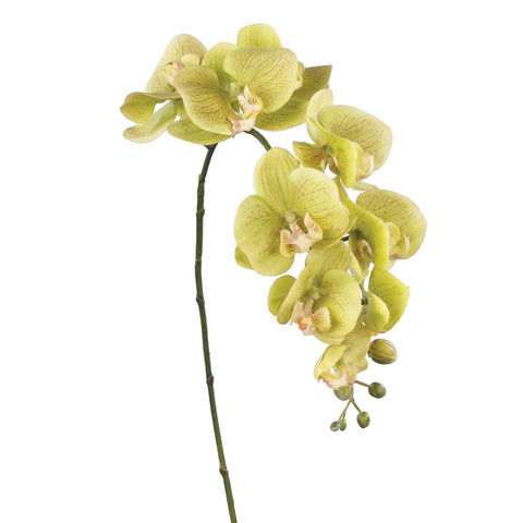 PHALAENOPSIS - 86CM