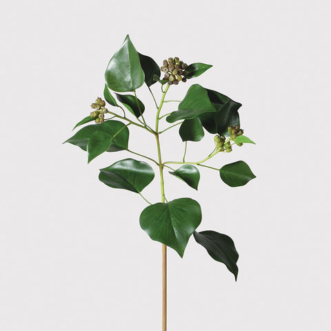 Natural Ivy Leaf with Seed Heads