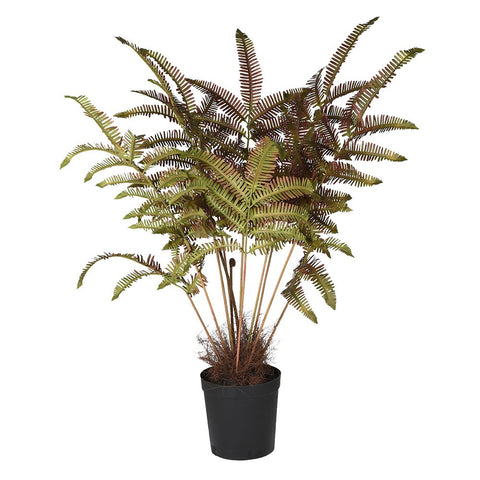 Forest Fern Plant