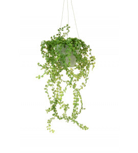 Hanging Button Leaf Trailer Pot