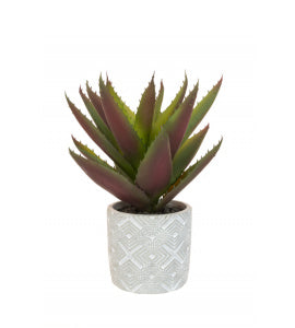 Aloe in Geometric Pot