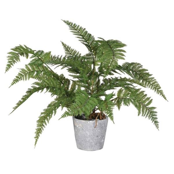 Bracken Fern Plant In Pot