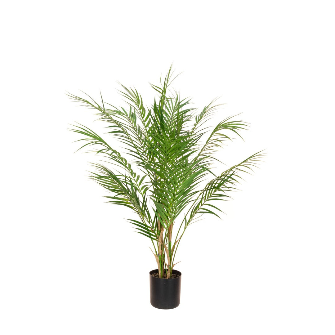 ARECA PALM IN POT - 90CM